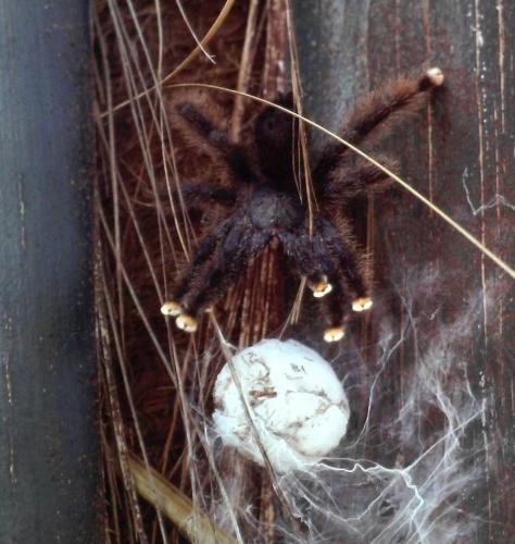 Avicularia avicularia